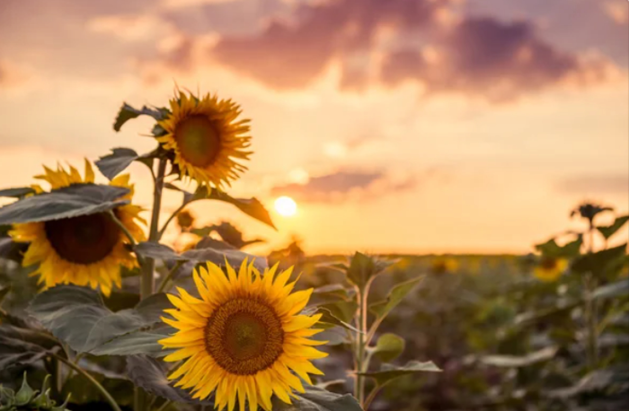 В Казахстане резко вырос сбор семян масличных культур