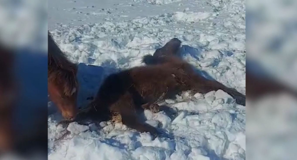 Почти 70 лошадей погибли в области Ұлытау