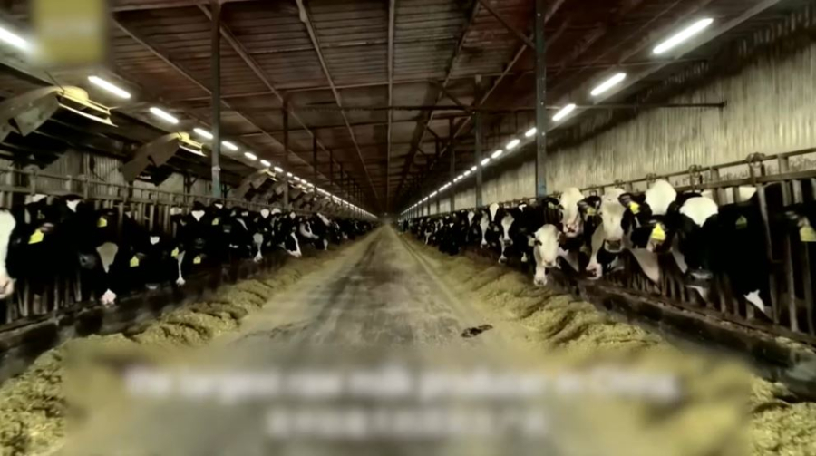 Вспышка ящура выявлена в Китае