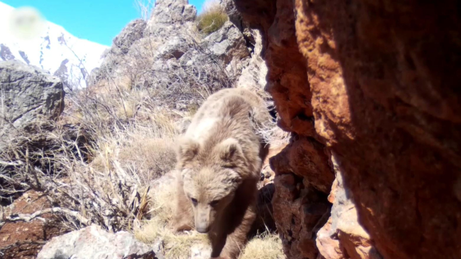 Тянь-Шань аюы камераға түсіп қалды