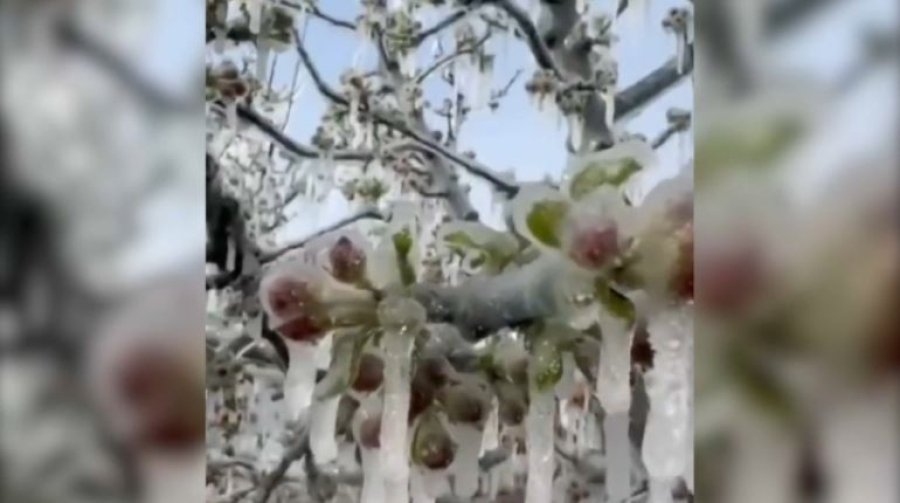 Апрельские заморозки побили 80% виноградников в Турции