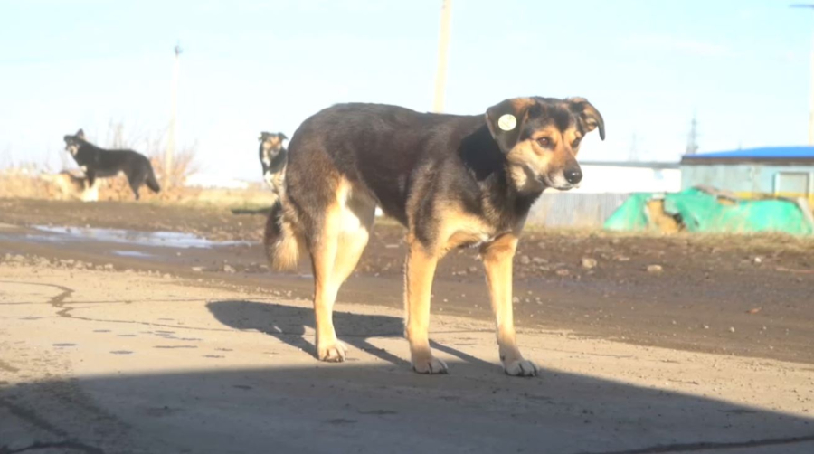 Қостанай облысында бұралқы иттер арасында бруцеллез өршіп тұр