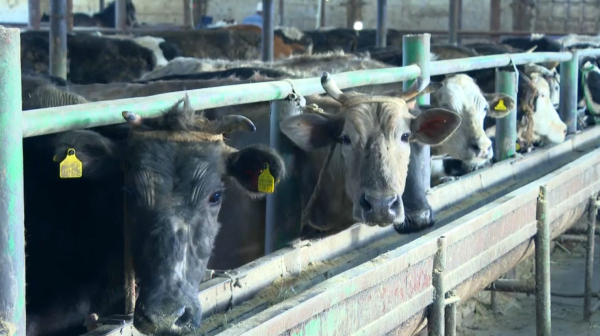 Субсидии на ₸150 млн незаконно получили фермеры в Кызылординской области