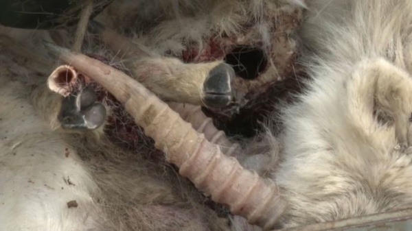 Больше 3 тысяч туш сайгаков обнаружили в области Ұлытау