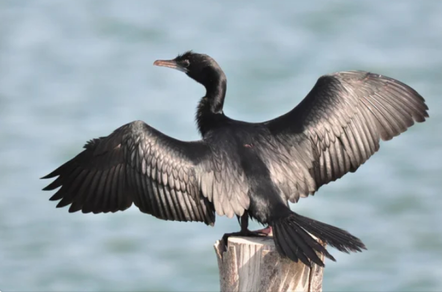 Открыт сезон на отстрел большого баклана в Абайской области
