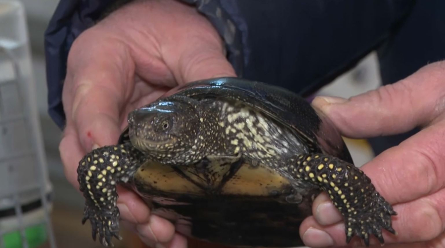 Аң-құсқа да қамқорлық қажет