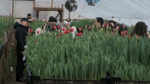 Тюльпановую плантацию в сельской глубинке вырастил житель Павлодарской области