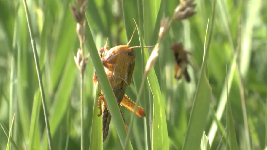 Елімізде 2,7 млн гектар аумақта шегірткені улау жұмыстары жүргізілді