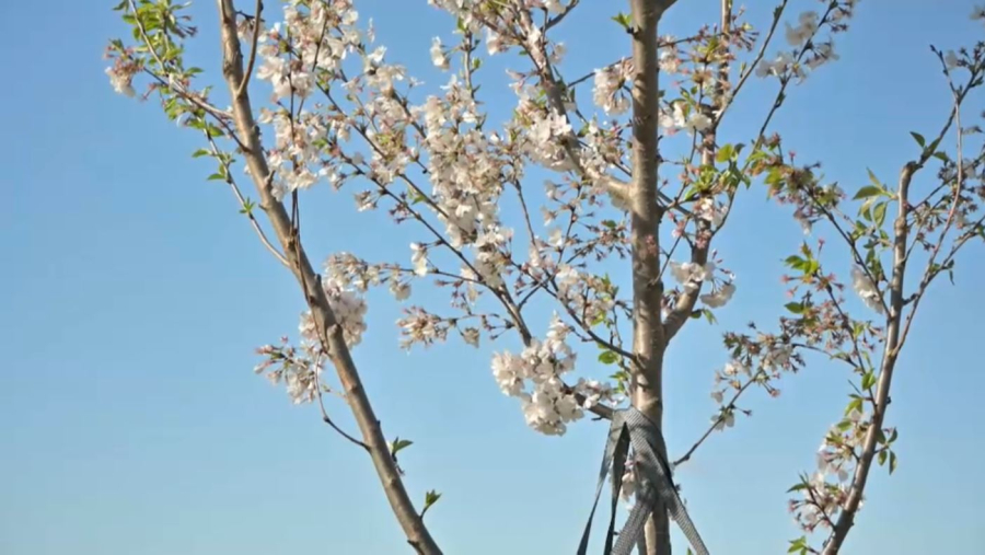 Вашингтонда сакура ағашы гүлдеді