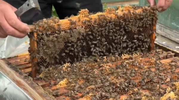 Смертельное заболевание пчел распространяется в Грузии