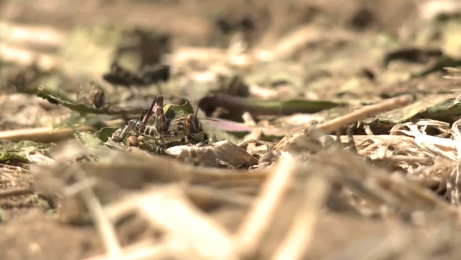 Учёные призывают переходить на биологические методы защиты урожая