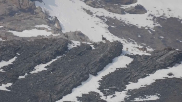 Түркістан облысындағы табиғи паркте сирек кездесетін аңдар көбейді
