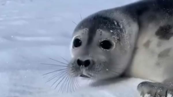 Маңғыстауда итбалықтар елді мекендерге келіп жатыр