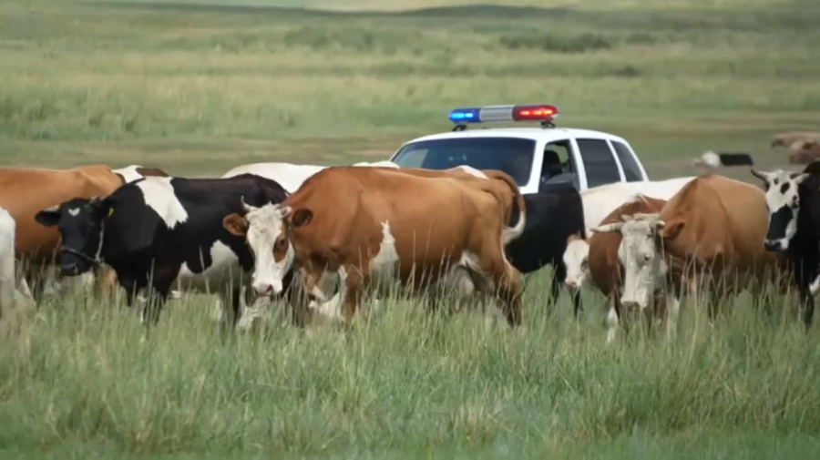 Контроль за бесхозным скотом усилили в Павлодарской области