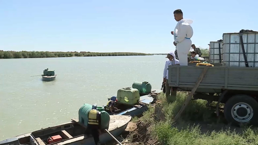 Шіркейге қарсы күрес: Сырдарияға 111 тонна биопрепарат құйылды