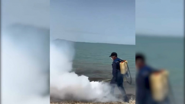 Абай облысында қауіпті қоңыз қаптады