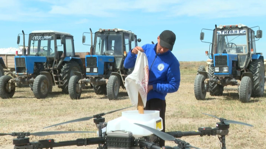 Рис рассадой будут выращивать в Кызылординской области