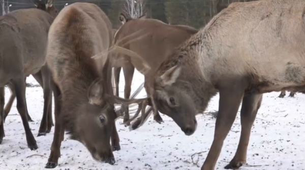 Поголовье диких животных выросло в СКО