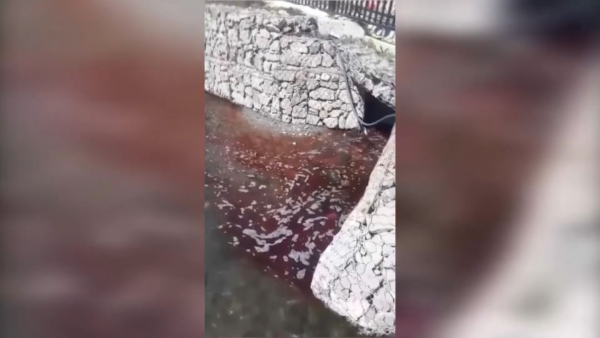 Қошқар ата өзені қан қызыл түске боялды