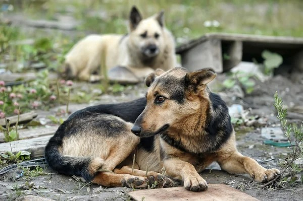 Жануарлар туралы жаңа заң: қауіпсіздік пе, әлде қосымша шығын ба?