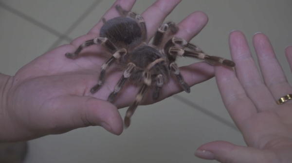 Выставка гигантских пауков открылась в Павлодаре