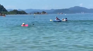 Жапонияда дельфиндердің демалушыларға шабуыл жасауы жиіледі