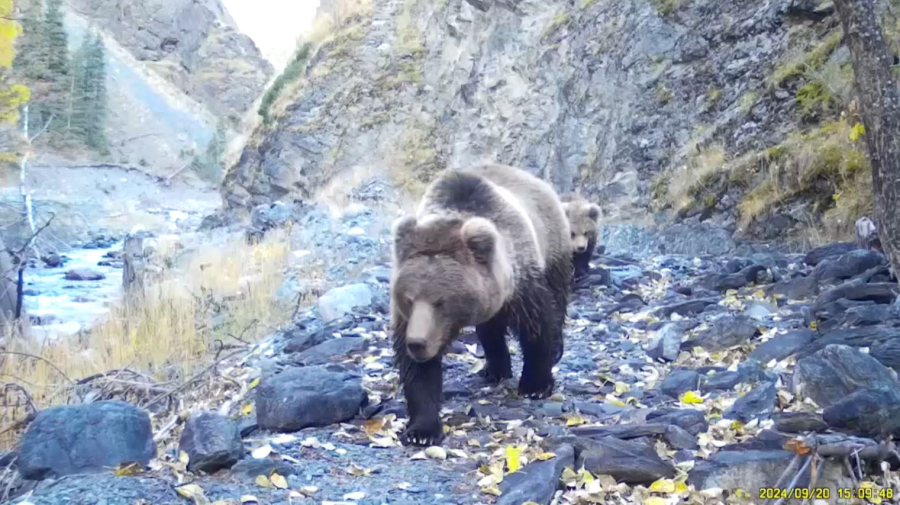 Жоңғар Алатауында жабайы жануарлар көбейді