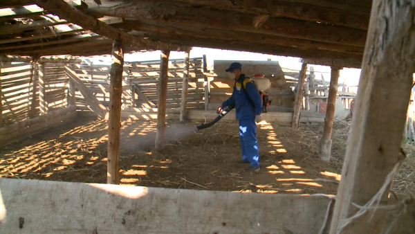 Борьба с клещами началась в Кызылординской области