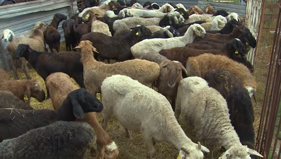 Қазақ қойына сұраныс артып келеді