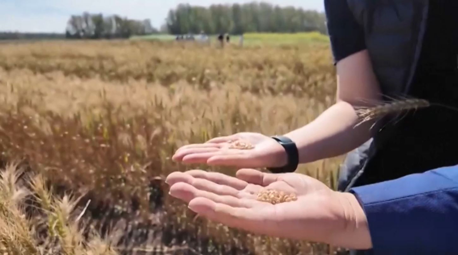 Бидайдың бағасы тоқтаусыз өсіп жатыр