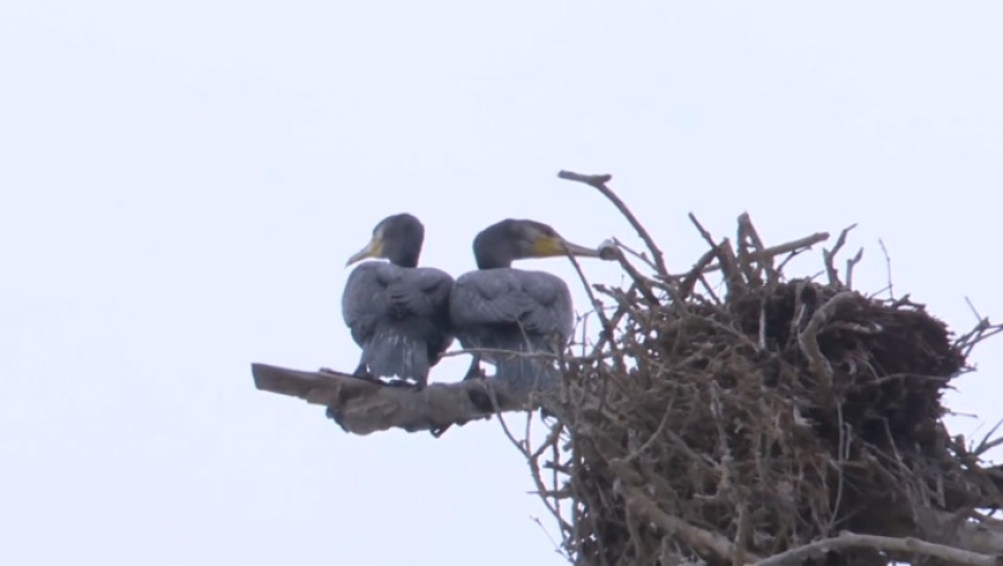 Численность бакланов будут регулировать по-новому