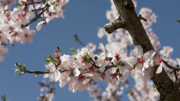 Испанияда бадам ағаштары ерте бүршік жарды