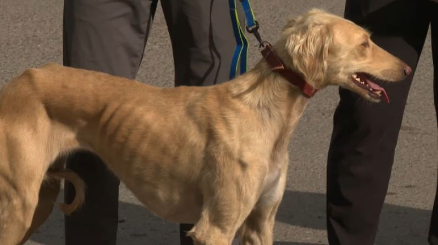 Тазы представят на Всемирной выставке собак