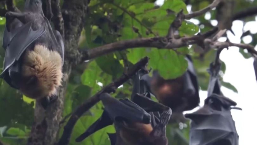 Новые случаи вируса Нипах зарегистрировали в странах Южной Азии