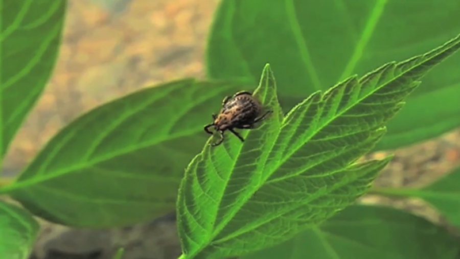 После укусов клещей 76 восточноказахстанцев обратились за медпомощью