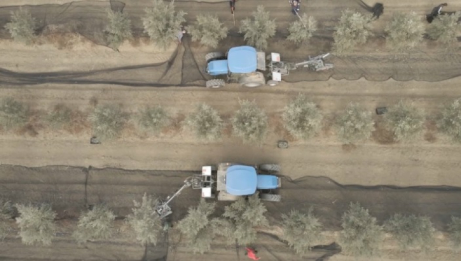 Оливковый проект: Грузия и Казахстан расширяют сотрудничество