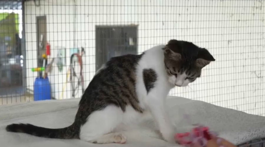 Түркияда мысыққа алимент төлеу міндеттелді