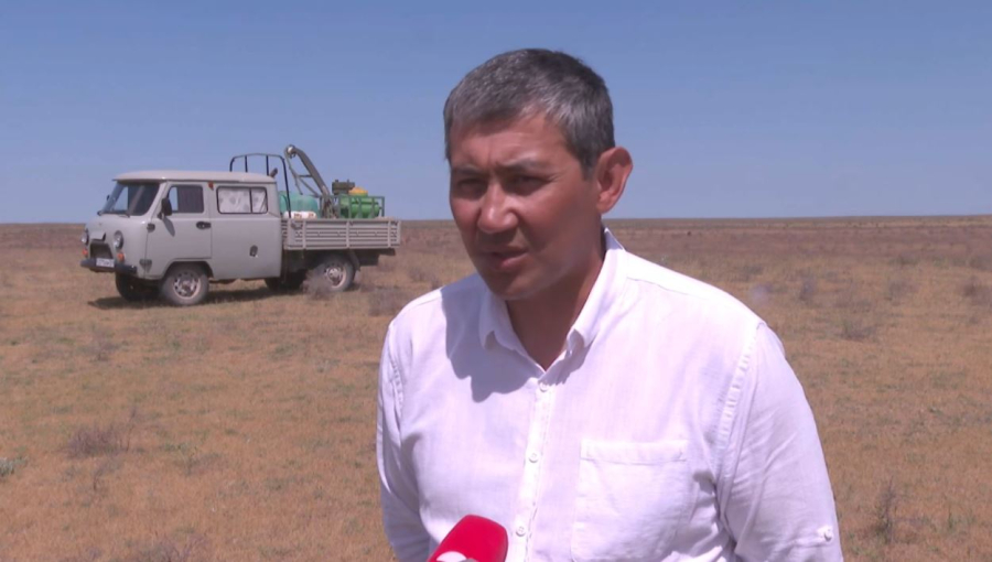 Жамбылда шегірткеге қарсы күрес жүріп жатыр