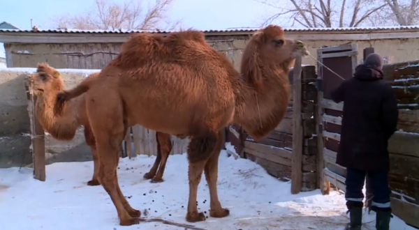 БҰҰ 2024 жылды халықаралық түйе жылы деп жариялады