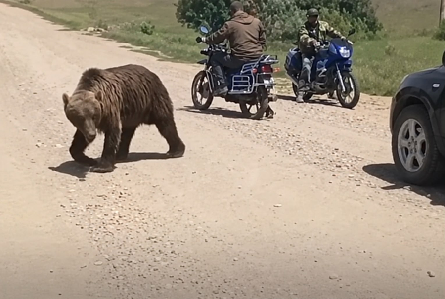 Медведь вышел к людям в Восточном Казахстане