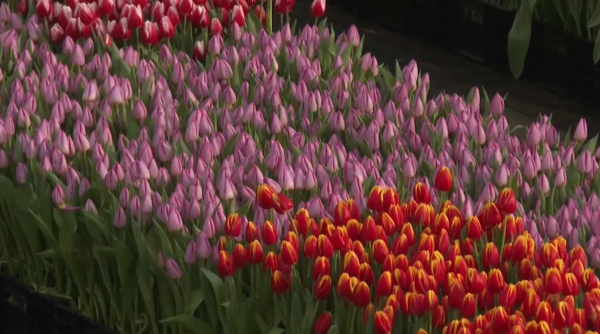 Нидерланды отметили национальный День тюльпанов
