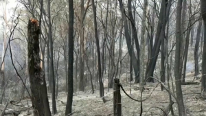Пожары и наводнения обрушились на Австралию