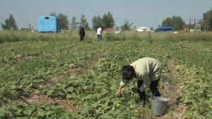 Аграриям возместили ущерб от засухи в Павлодарской области