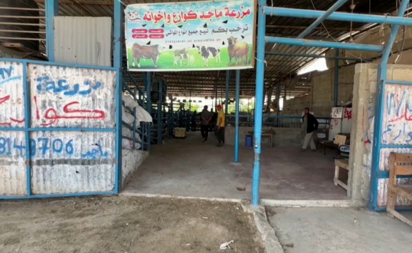 Мына соғыс бәрін құртты: Газада Құрбан айтқа соятын мал қалмаған