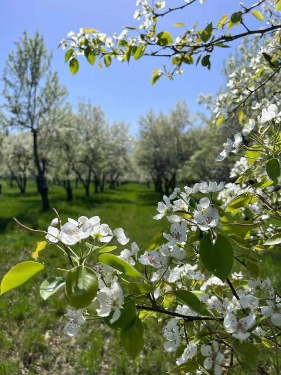 В Казахстан поставлено 7 тысяч подвоев яблони из Нидерландов
