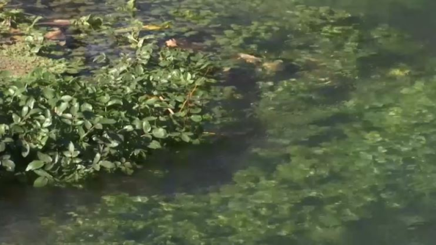 Эковолонтёры очистили святые родники и побережье реки Карасу