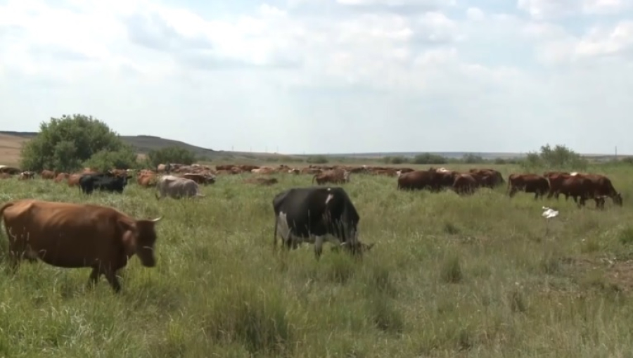 В госсобственность возвращено 128 тысяч га в Актюбинской области