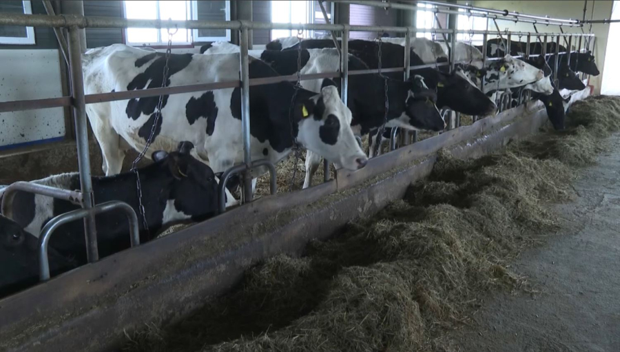 Ақмола облысында екі тауарлы сүт фермасы ашылады