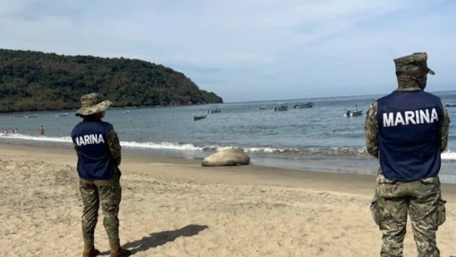 Морской слон выплыл на пляж в Мексике