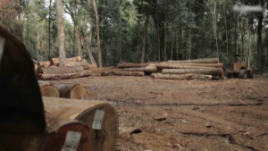 Половина лесов Амазонки может исчезнуть к 2050 году